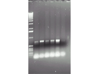 Gel with the products of PCR reaction proving that the gene of interest is present within the tissue of transgenic plants 